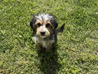 Gabriel Cruz, a male Morkie for sale in Birch Tree, MO – Photo 1 of 5