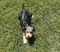 Gabriel Cruz, a male Morkie for sale in Birch Tree, MO – Photo 2 of 5