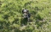 Gabriel Cruz, a male Morkie for sale in Birch Tree, MO – Photo 5 of 5