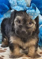 Gentle Ben, a male Yorkipoo for sale in Birch Tree, MO – 2 of 10