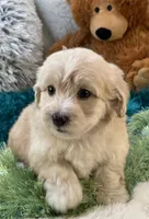 Freddy, a male Maltipoo for sale in Birch Tree, MO – 4 of 10