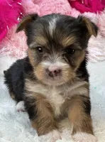 Claire, a female Morkie for sale in Birch Tree, MO – 10 of 10