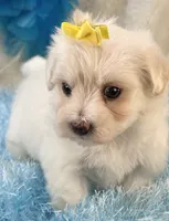 Camelot, a male Maltipoo for sale in Birch Tree, MO – 7 of 9