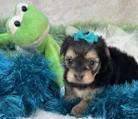 Harmony, a female Morkie for sale in Birch Tree, MO – 7 of 10