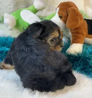 Millie Jean, a female Yorkipoo for sale in Birch Tree, MO – 6 of 10