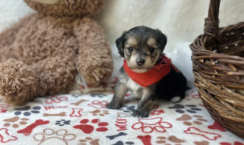 Titus  – Morkie puppy for sale in Birch Tree, MO