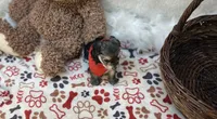 Titus , a male Morkie for sale in Birch Tree, MO – 3 of 5