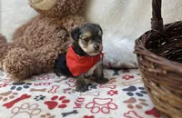 Titus , a male Morkie for sale in Birch Tree, MO – 5 of 5