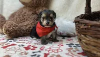 Titus , a male Morkie for sale in Birch Tree, MO – 4 of 5