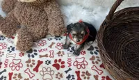 Titus , a male Morkie for sale in Birch Tree, MO – 2 of 5