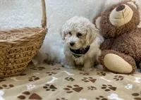 Wesley James , a male Maltipoo for sale in Birch Tree, MO – Photo 2 of 5
