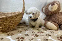 Wesley James , a male Maltipoo for sale in Birch Tree, MO – Photo 3 of 5