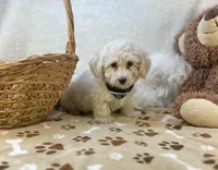 Wesley James , a male Maltipoo for sale in Birch Tree, MO – Photo 5 of 5