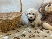 Wesley James , a male Maltipoo for sale in Birch Tree, MO – Photo 1 of 5