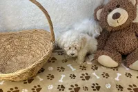 Wesley James , a male Maltipoo for sale in Birch Tree, MO – Photo 4 of 5