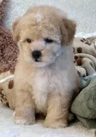 Chucky, a male Maltipoo for sale in Birch Tree, MO – 3 of 10