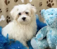 Chip, a male Maltese for sale in Birch Tree, MO – 3 of 10