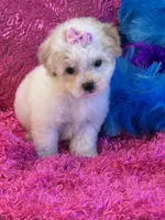 Butter Rose, a female Maltipoo for sale in Birch Tree, MO – 6 of 10