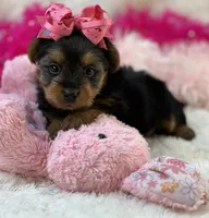 Porsha, a female Morkie for sale in Birch Tree, MO – 5 of 10