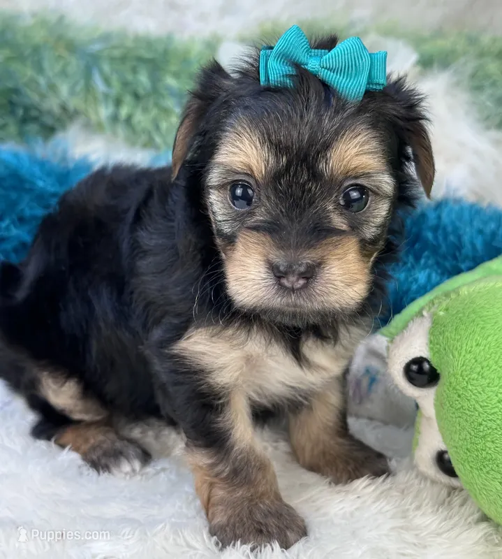 Harmony – Morkie puppy for sale in Birch Tree, MO