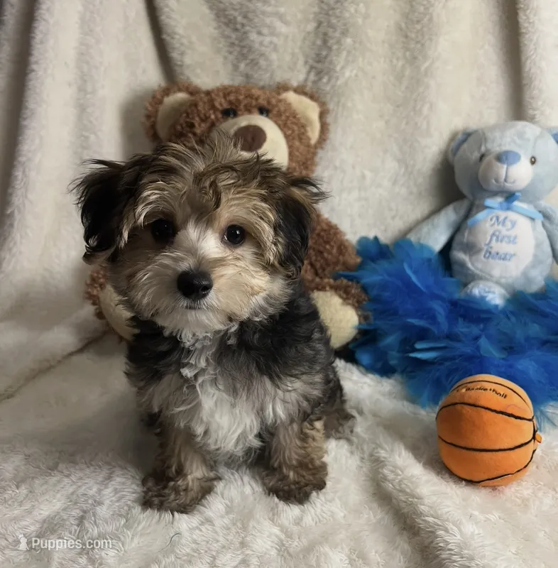 Titus  – Morkie puppy for sale in Birch Tree, MO