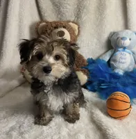 Titus , a male Morkie for sale in Birch Tree, MO – 1 of 6