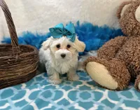 Esther Grace , a female Maltipoo for sale in Birch Tree, MO – Photo 3 of 5