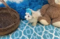 Esther Grace , a female Maltipoo for sale in Birch Tree, MO – Photo 2 of 5