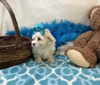 Esther Grace , a female Maltipoo for sale in Birch Tree, MO – Photo 5 of 5