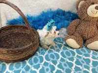 Esther Grace , a female Maltipoo for sale in Birch Tree, MO – Photo 4 of 5