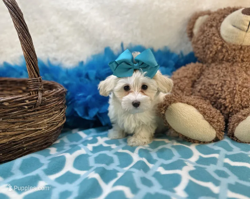 Esther Grace  – Maltipoo puppy for sale in Birch Tree, MO