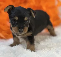Blossom, a female Morkie for sale in Birch Tree, MO – 6 of 10