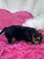 Ivy, a female Morkie for sale in Birch Tree, MO – 9 of 9
