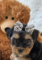 Handsome Boomer, a male Yorkipoo for sale in Birch Tree, MO – 5 of 10