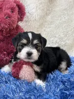 Barney, a male Morkie for sale in Birch Tree, MO – 9 of 9