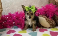 Rose , a female Morkie for sale in Birch Tree, MO – Photo 1 of 5