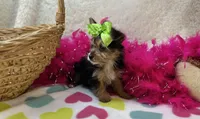 Rose , a female Morkie for sale in Birch Tree, MO – Photo 3 of 5