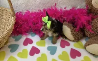 Rose , a female Morkie for sale in Birch Tree, MO – Photo 5 of 5