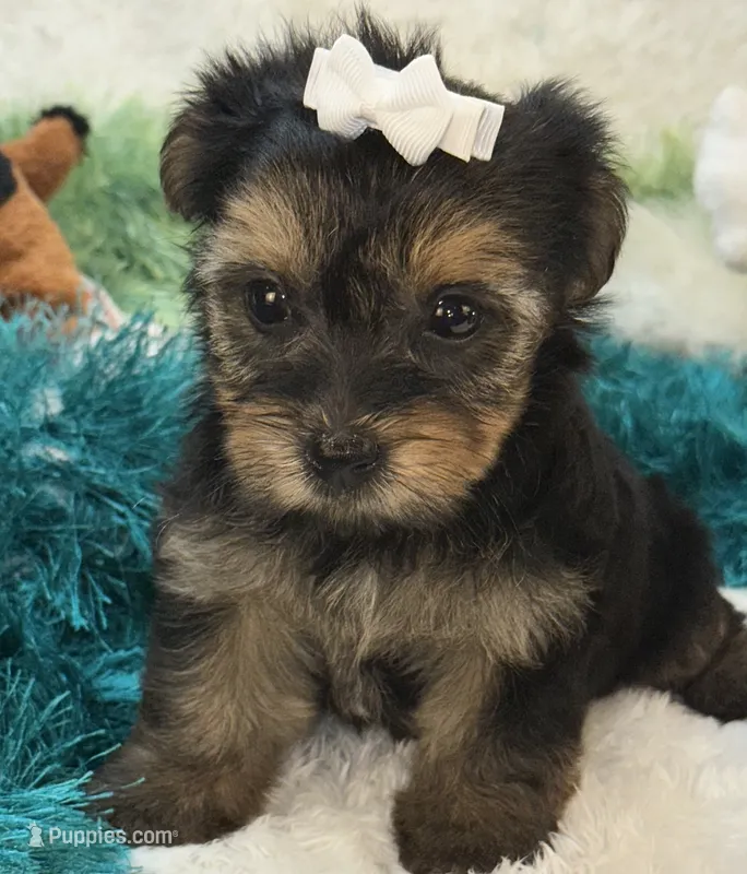 Millie Jean – Yorkipoo puppy for sale in Birch Tree, MO