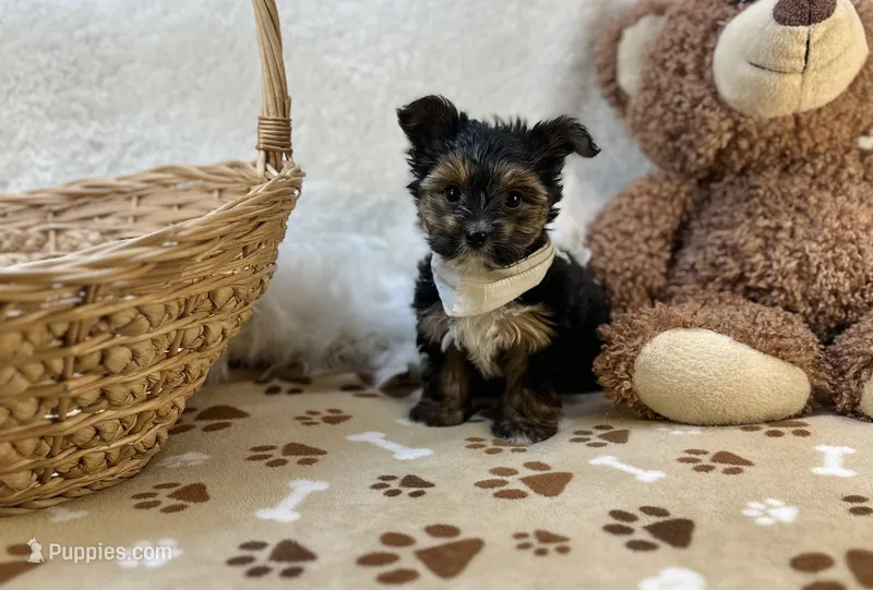 Ollie – Yorkshire Terrier puppy for sale in Birch Tree, MO