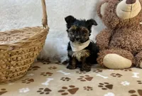 Ollie, a male Yorkshire Terrier for sale in Birch Tree, MO – Photo 1 of 5