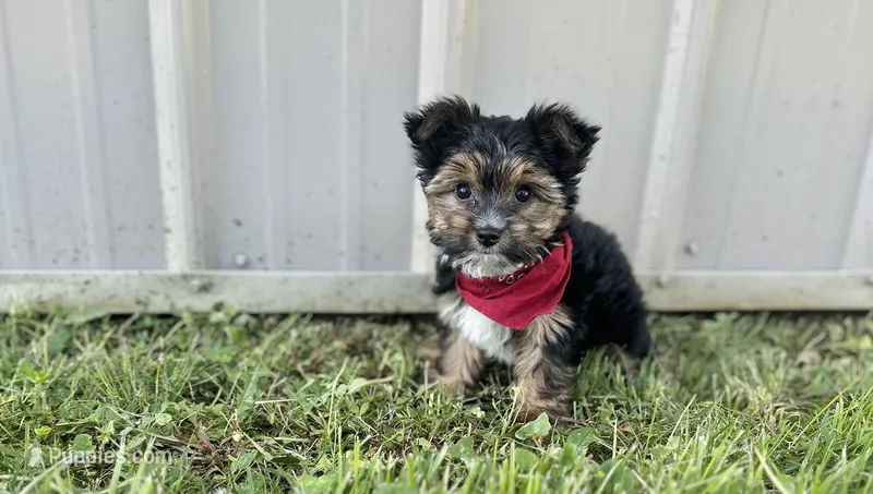 Ollie – Yorkshire Terrier puppy for sale in Birch Tree, MO