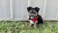 Ethan Ollie, a male Yorkshire Terrier for sale in Birch Tree, MO – Photo 1 of 5