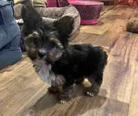 Ethan Ollie, a male Yorkshire Terrier for sale in Birch Tree, MO – 3 of 8