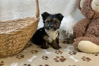 Ollie, a male Yorkshire Terrier for sale in Birch Tree, MO – Photo 5 of 5