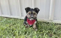 Ethan Ollie, a male Yorkshire Terrier for sale in Birch Tree, MO – Photo 4 of 5