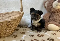 Ollie, a male Yorkshire Terrier for sale in Birch Tree, MO – Photo 2 of 5