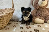 Ollie, a male Yorkshire Terrier for sale in Birch Tree, MO – Photo 3 of 5