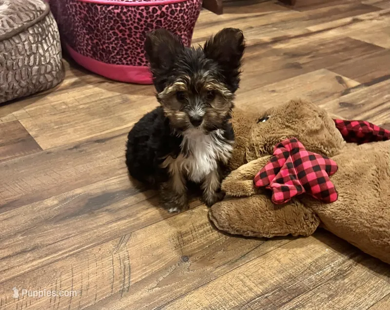 Ethan Ollie – Yorkshire Terrier puppy for sale in Birch Tree, MO