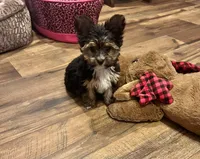 Ethan Ollie, a male Yorkshire Terrier for sale in Birch Tree, MO – 1 of 8